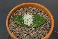 Massonia pygmaea subsp pygmaea